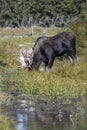 Moose in Grand Teton National Park