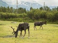 Caribou Grazing at Alaskan Preserve Royalty Free Stock Photo