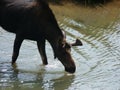 Moose grazing the lake for dinner