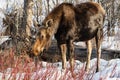 Moose - Alces alces