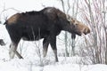 Moose - Alces alces