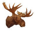 Moose head antler