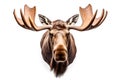 Moose head with big antlers. Hand drawn animal illustration. Royalty Free Stock Photo