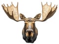 Moose Head Close Up Royalty Free Stock Photo