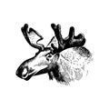 Moose head with huge antlers sketch vector illustration isolated on white background. Royalty Free Stock Photo