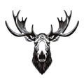 Moose Head Icon, Wild Animal Silhouette, Zoo Logo, Moose Symbol on White Background Royalty Free Stock Photo