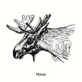 Moose head side view. Ink black and white doodle drawing Royalty Free Stock Photo