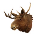 Moose head on a white background (Alces alces) Royalty Free Stock Photo