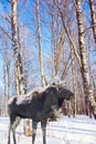 Moose with horns in the forest Royalty Free Stock Photo