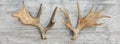 Moose horns isolated on wooden Royalty Free Stock Photo