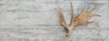 Moose horns isolated on wooden Royalty Free Stock Photo