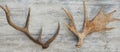 Moose horns isolated on wooden Royalty Free Stock Photo