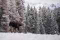 Moose in Jasper Canada Royalty Free Stock Photo