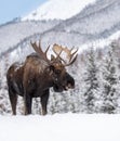 Moose in Jasper National Park, Canada Royalty Free Stock Photo