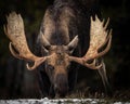 Moose in Jasper National Park, Canada Royalty Free Stock Photo