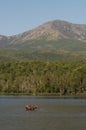 Moose at Katahdin Royalty Free Stock Photo