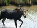 Moose at Lake San Cristobal