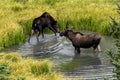 Moose in Lake San Cristobal near Lake City Colorado