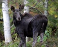 Moose Looking Back Royalty Free Stock Photo