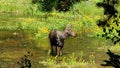 A moose on the loose in island park idaho Royalty Free Stock Photo