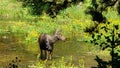 A moose on the loose in island park idaho Royalty Free Stock Photo