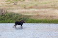 Moose in the Madison River Royalty Free Stock Photo