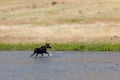 Moose in the Madison River Royalty Free Stock Photo