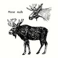 Moose male collection, standing and head side view. Ink black and white doodle drawing Royalty Free Stock Photo