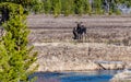 A Moose Pair in a Mountain Meadow in Springtime