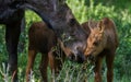 Moose mom and twins Royalty Free Stock Photo