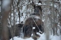 Moose mother and calf in forest