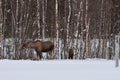 Moose mother and calf in winter nature