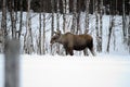 Moose mother feeding from birch trees in winter