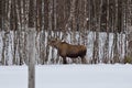 Moose mother feeding from birch trees in winter