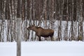 Moose mother feeding from birch trees in winter