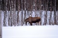 Moose mother feeding from birch trees in winter