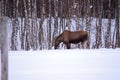 Moose mother feeding from birch trees in winter nature