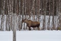 Moose mother feeding from birch trees in winter