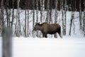 Moose mother feeding from birch trees in winter