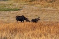 Moose Mother And Her Calf in Yellowstone