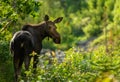 Moose Mother Looks Back to Find Her Calf