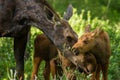 Moose mother and twin calves caress Royalty Free Stock Photo