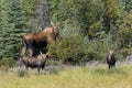 a moose mother with two youngsters