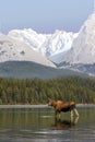 Moose in the Mountains