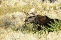 Moose in the mountains in Grand Teton National Park