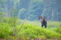 Moose near the river