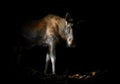 Moose in night forest light flash cam trapping Royalty Free Stock Photo