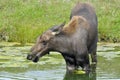 The moose (North America) or elk (Europe), Alces alces, is the largest extant species in the deer family. Moose are distinguished Royalty Free Stock Photo