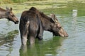 The moose Royalty Free Stock Photo