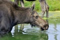 The moose Royalty Free Stock Photo